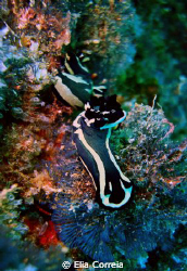 Tambja fantasmalis - a Cape Verde endemic specie! by Elia Correia 